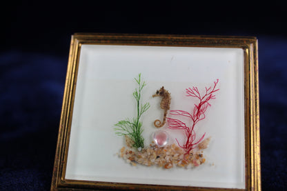 RARE Vintage 1960s Undersea Shadowbox Compact – Real Seahorse and Seashells, Threaded Sea Flora, Gold Tone Vanity Case
